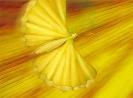 01-306 Ginkus (2005) - Ulrich Hohloch - auf - Array - 01-306 Ginkus (2005) - Ulrich Hohloch - auf - Array -