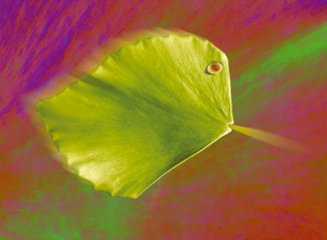 01-201 Bongo (2005) - Ulrich Hohloch - auf - Array - 01-201 Bongo (2005) - Ulrich Hohloch - auf - Array -