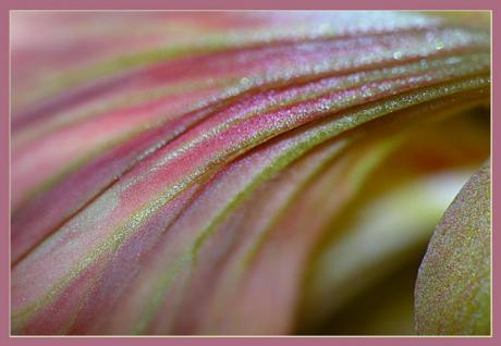 Pinky (2006) - Christine Gross - auf - Array - Pinky (2006) - Christine Gross - auf - Array -