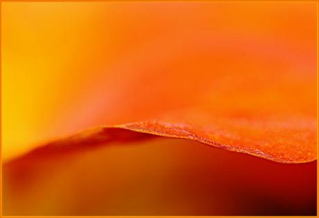 Line (2006) - Christine Gross - auf - Array - Line (2006) - Christine Gross - auf - Array -