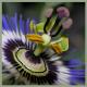 passiflora - Christine Gross - auf - Sonstiges - passiflora - Christine Gross - auf - Sonstiges -
