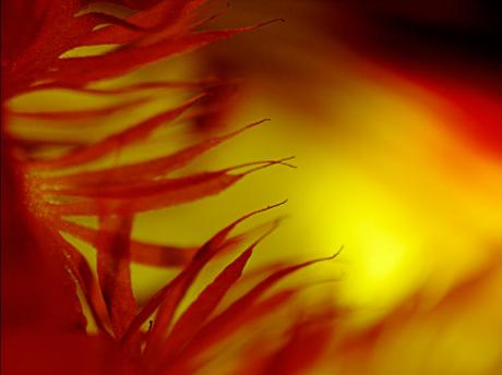 the colours of Germany (2006) - Christine Gross - auf - Array - the colours of Germany (2006) - Christine Gross - auf - Array -