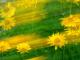 Sonnenwind - Walter J. Pilsak - - auf  - Blumen-Stimmungen - 