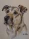 Hundeportrait - Christine Krauà - Pastell auf - Hunde - Hundeportrait - Christine Krauà - Pastell auf - Hunde -