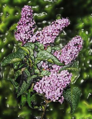 flieder - hansgeorg götz - Array auf - Array - flieder - hansgeorg götz - Array auf - Array -