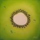 Kiwi Kiwi