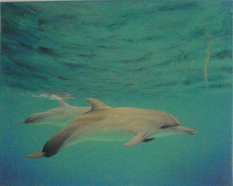 dolphins - dr.Syako Bradosty - Array auf Array - Array - Array dolphins - dr.Syako Bradosty - Array auf Array - Array - Array