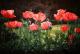 Mohnblumenwiese!
