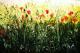 Blumenwiese!