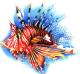 lionfish - Torsten Matthes - Farbstift auf Papier - Fantastisch-Fische - Fotorealismus-Realismus lionfish - Torsten Matthes - Farbstift auf Papier - Fantastisch-Fische - Fotorealismus-Realismus