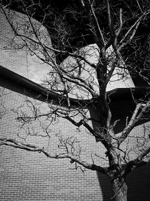 Mauer und Baum - Michael Guntenhöner - Array auf - Array - Mauer und Baum - Michael Guntenhöner - Array auf - Array -