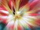 flower - Alexander Lehnert -  auf  - Blumen - 