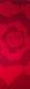 Red Rose - Britta MÃ¼ller -  auf Leinwand - Rosen-Sonstiges - 