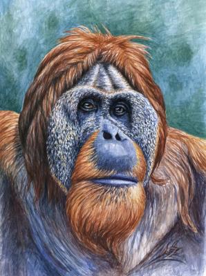 Der Orang Utan - Nicole Zeug - Array auf Array - Array - Array