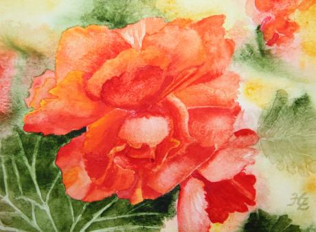 Begonie - Heike Ziethen - Array auf Array - Array - Array Begonie - Heike Ziethen - Array auf Array - Array - Array