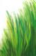 Grasgrün Grasgrün
