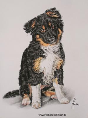 Mischling Paula - Janette Herlinger - Array auf Array - Array - Array Mischling Paula - Janette Herlinger - Array auf Array - Array - Array