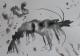 Garnele - Christiane Gathmann - Sonstiges auf Papier - Tiere - Garnele - Christiane Gathmann - Sonstiges auf Papier - Tiere -
