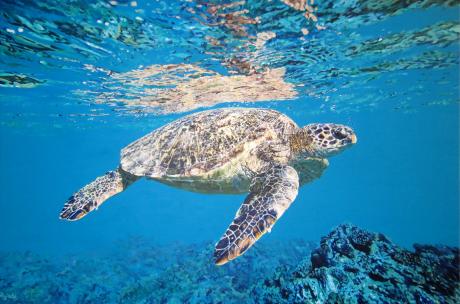 Esmeralda - dunjate Kunst in Acryl - Array auf Array - Array - Array Esmeralda - dunjate Kunst in Acryl - Array auf Array - Array - Array