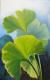 Ginkgo grün - ingrid wenz-gahler - Acryl auf - Botanik - Ginkgo grün - ingrid wenz-gahler - Acryl auf - Botanik -