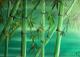 Bamboo--- Bamboo---