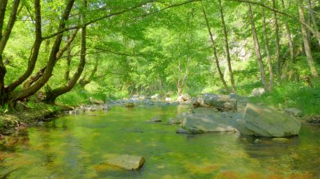 Grüne Idylle - Stephan Trauner - Array auf - Array - Grüne Idylle - Stephan Trauner - Array auf - Array -