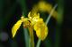 Yellow Flower - Peter Lustig - auf - Abstrakt-Blumen - Yellow Flower - Peter Lustig - auf - Abstrakt-Blumen -