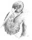 Schwarzstorch - Ulf-Peter (UP) Schwarz - Illustration-Bleistift auf - Vögel - Schwarzstorch - Ulf-Peter (UP) Schwarz - Illustration-Bleistift auf - Vögel -