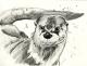 Otter 04 - Karin Liste - Farbstift-Aquarell auf - Tiere - Naturalismus Otter 04 - Karin Liste - Farbstift-Aquarell auf - Tiere - Naturalismus
