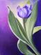 Lila Tulpe Lila Tulpe