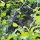 Iguana View - dunjate Kunst in Acryl - Acryl auf Holz - Wildtiere - Fotorealismus Iguana View - dunjate Kunst in Acryl - Acryl auf Holz - Wildtiere - Fotorealismus