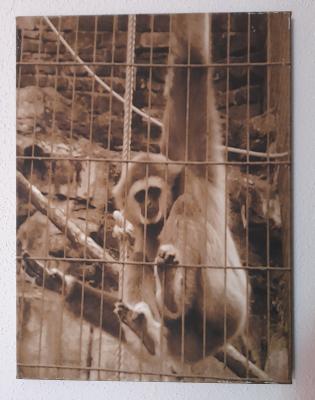 ---Zoo Saarbrücken (Saarland) - Sandra Schmit - Array auf - Array - ---Zoo Saarbrücken (Saarland) - Sandra Schmit - Array auf - Array -