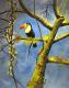 Tucan - Sonia Lanz - Acryl auf Leinwand - VÃ¶gel - 